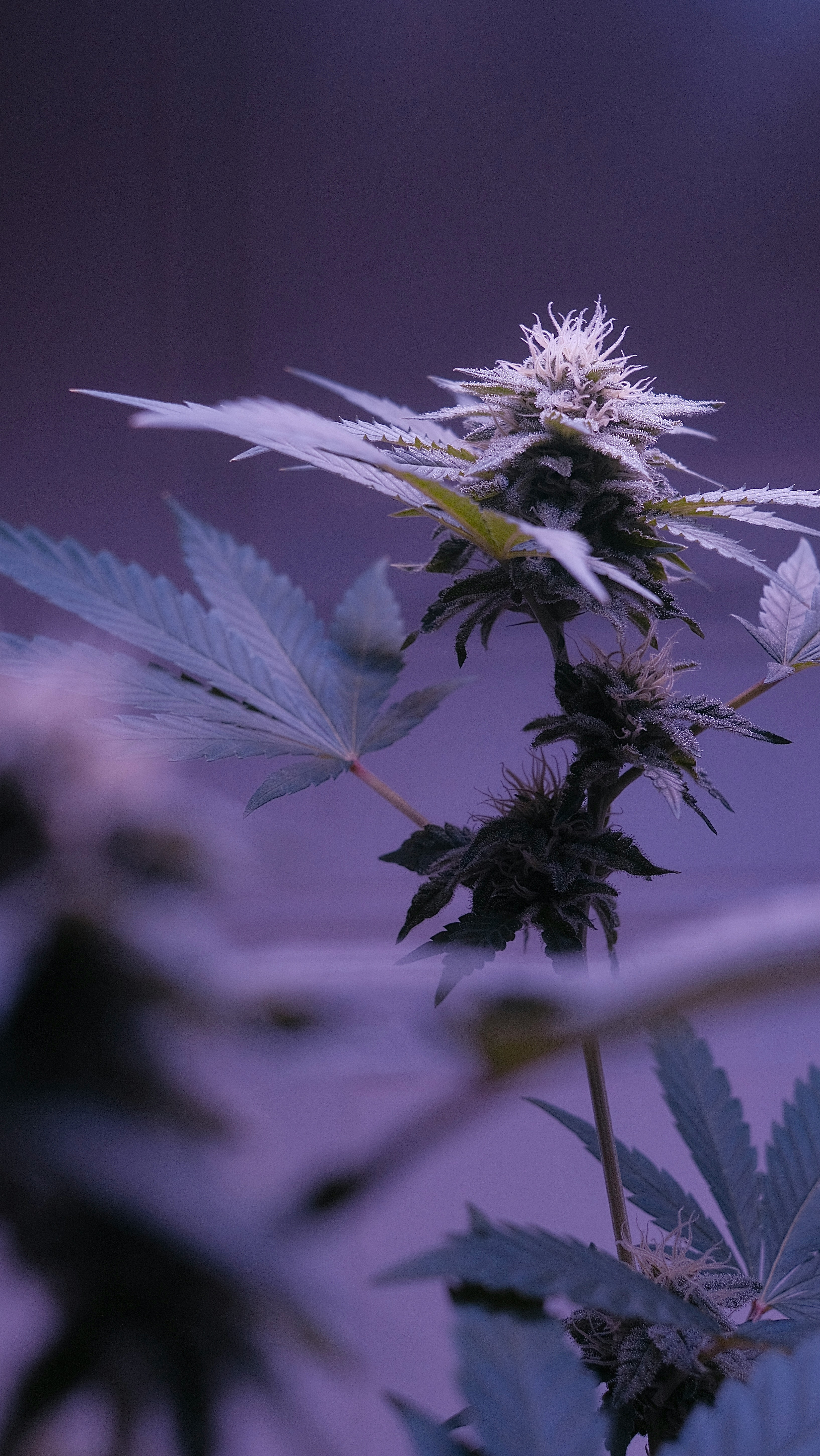 Purple Cannabis Background Image