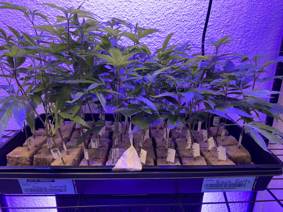 Equilibrium Genetics - Clones