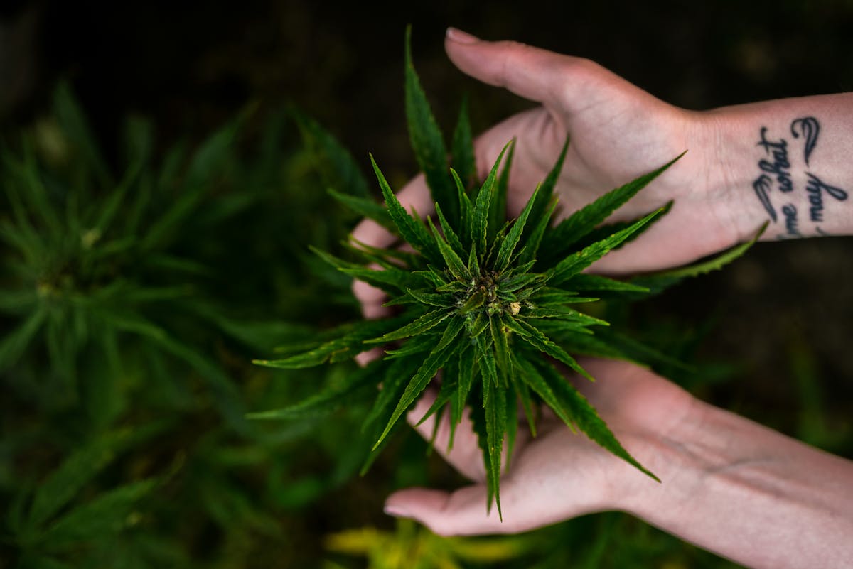 Woman holding cannabis plant